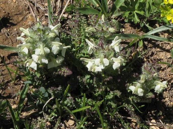 Pedicularis caucasica