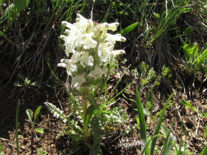 Pedicularis caucasica