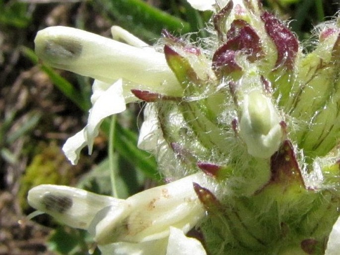 Pedicularis caucasica