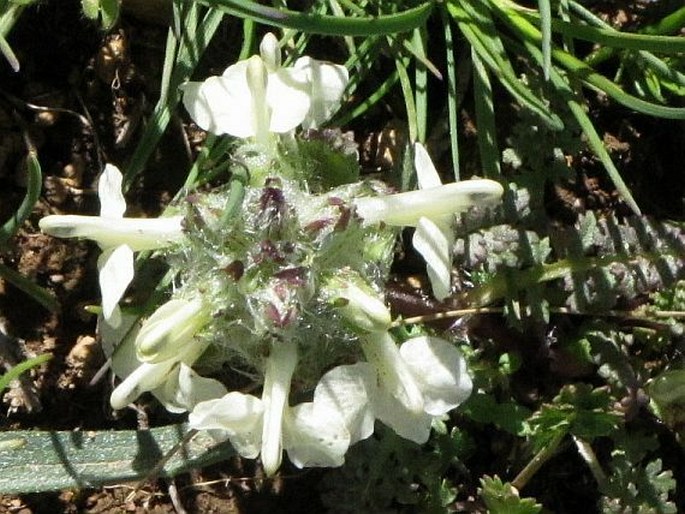 Pedicularis caucasica