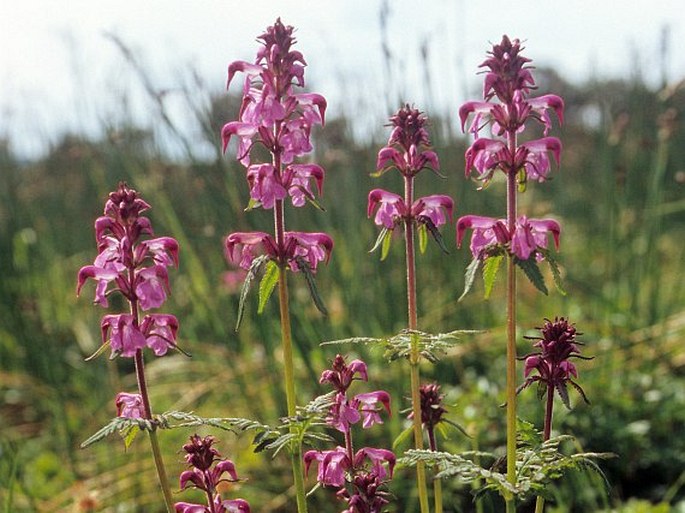 PEDICULARIS CHAMISSONIS Steven – všivec