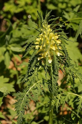 Pedicularis hoermanniana