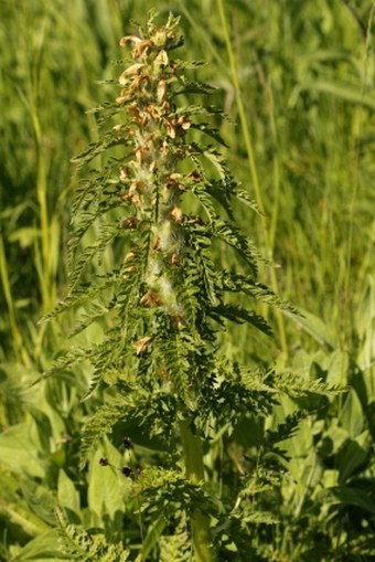 Pedicularis hoermanniana