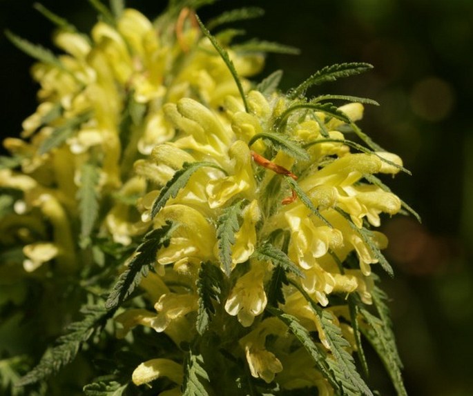 PEDICULARIS HOERMANNIANA K. Malý – všivec