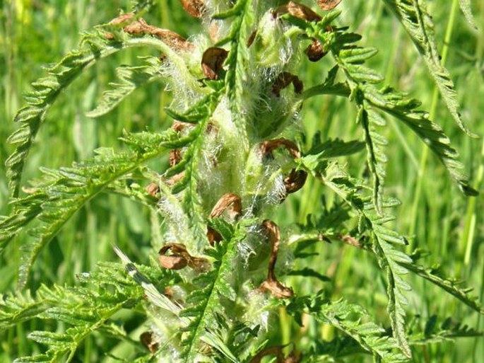 Pedicularis hoermanniana