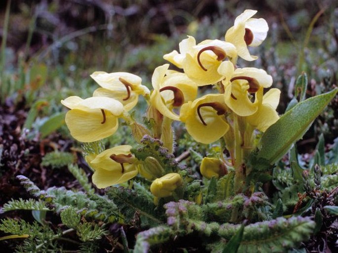 PEDICULARIS MEGALOCHILA H. L. Li – všivec