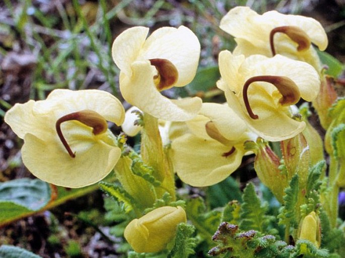 Pedicularis megalochila