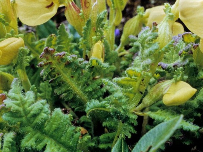 Pedicularis megalochila