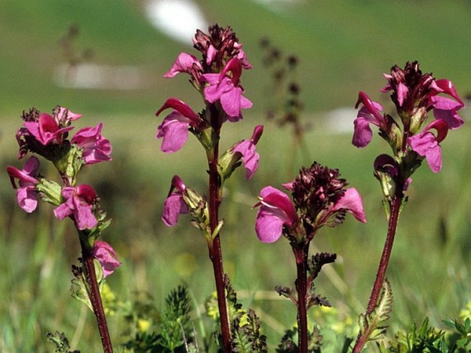 PEDICULARIS NORDMANNIANA Bunge – všivec