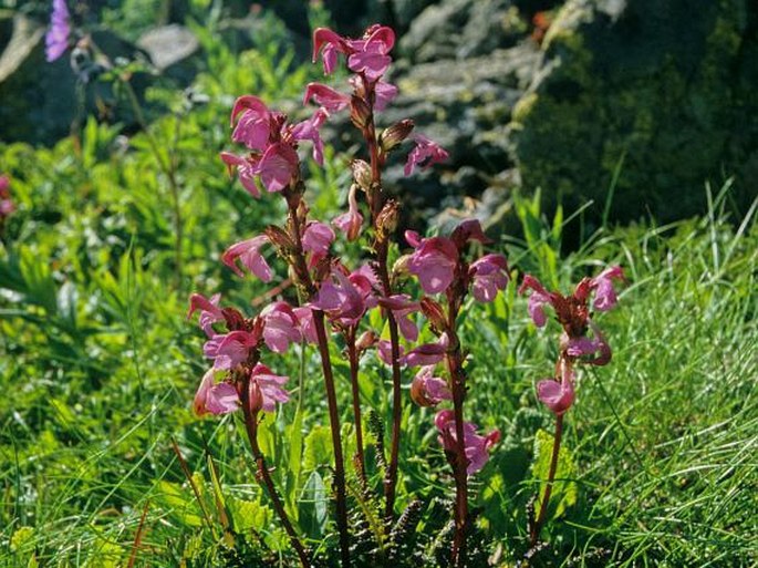 Pedicularis nordmanniana