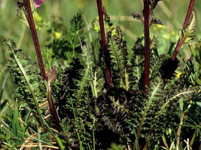 Pedicularis nordmanniana