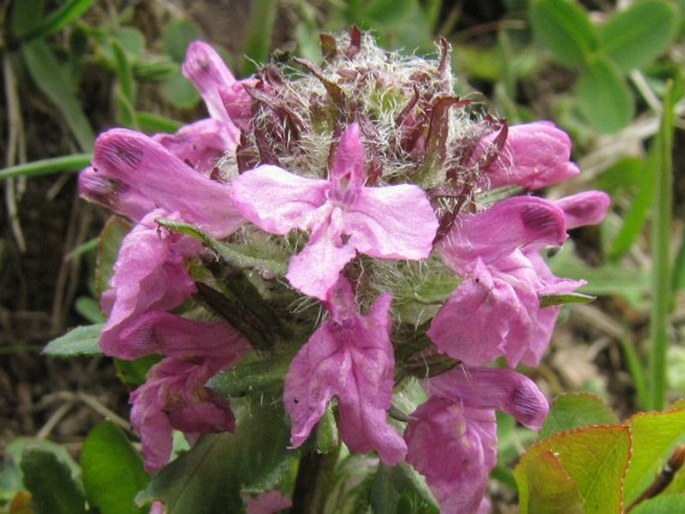 Pedicularis pontica