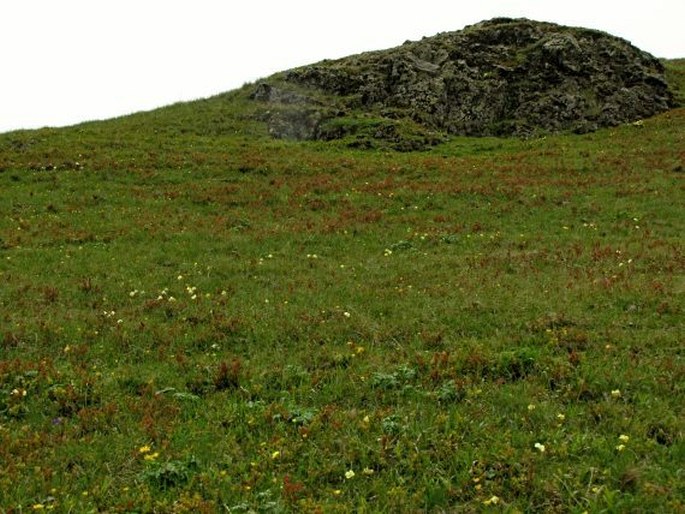 Pedicularis pontica