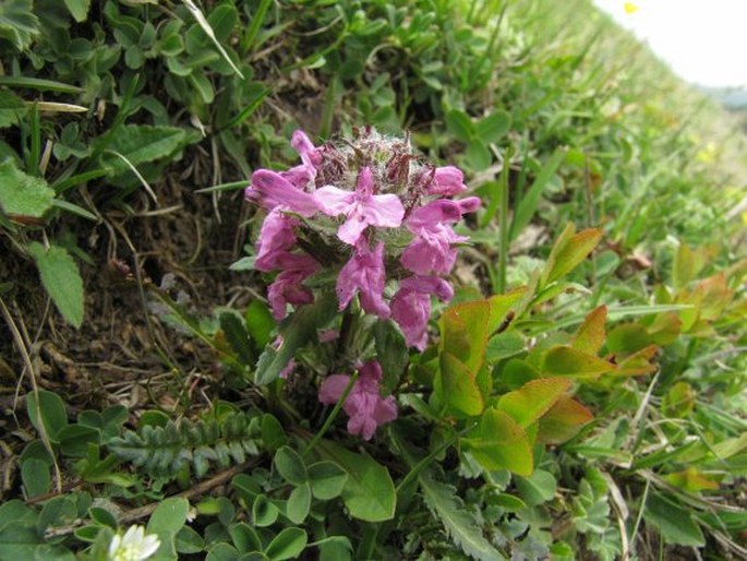 PEDICULARIS PONTICA Boiss. – všivec