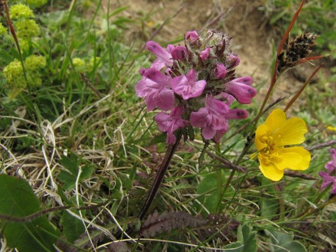 Pedicularis pontica