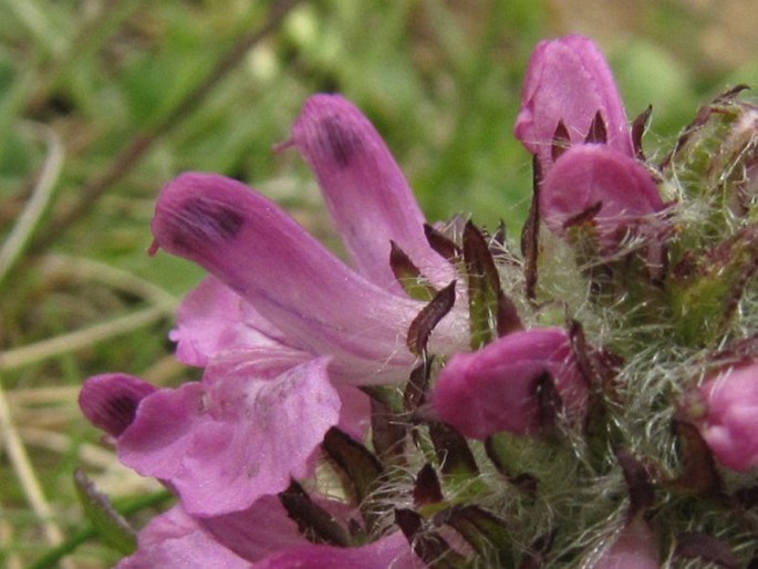 Pedicularis pontica