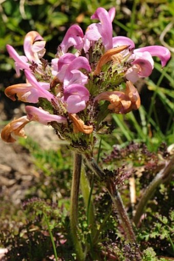 Pedicularis elegans subsp. praetutiana