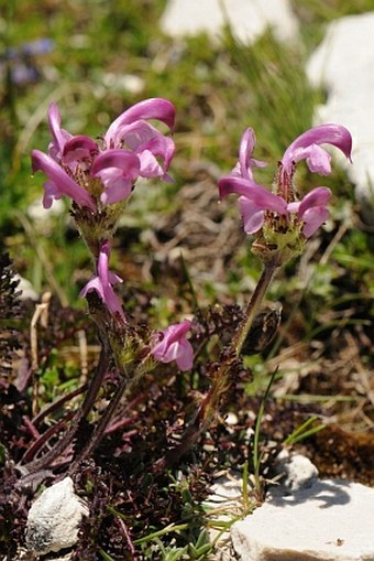 Pedicularis elegans subsp. praetutiana