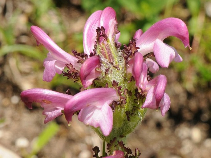 PEDICULARIS ELEGANS subsp. PRAETUTIANA (Steininger) Pign. Wik. – všivec