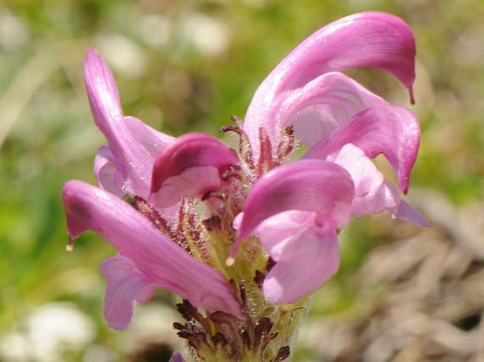 Pedicularis elegans subsp. praetutiana