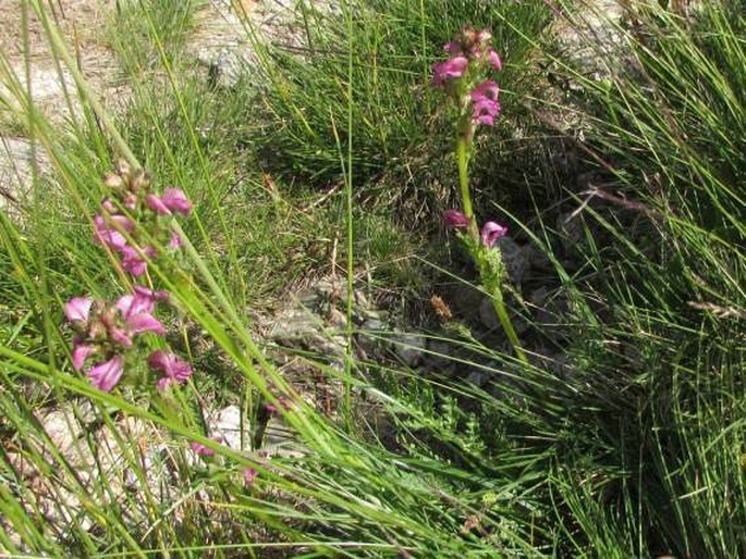 Pedicularis pyrenaica