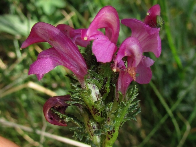 Pedicularis pyrenaica