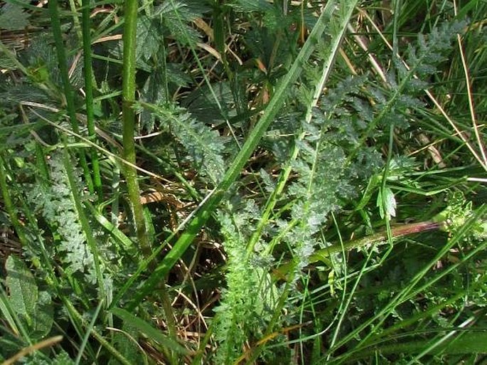 Pedicularis pyrenaica