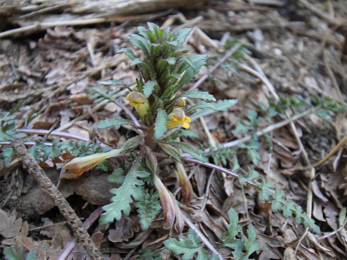 PEDICULARIS SEMIBARBATA A. Gray – všivec