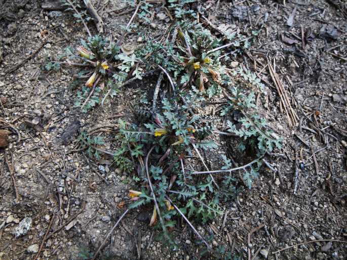 Pedicularis semibarbata