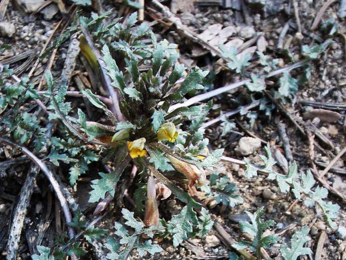 Pedicularis semibarbata