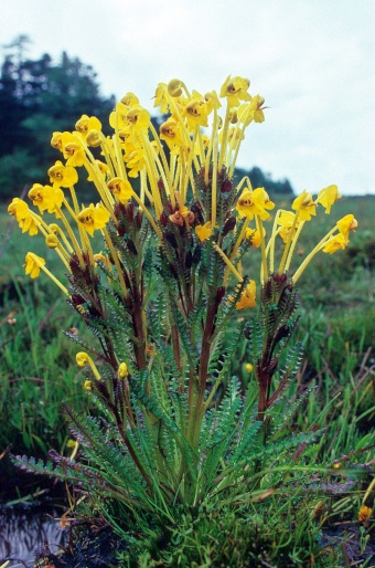 Pedicularis longiflora