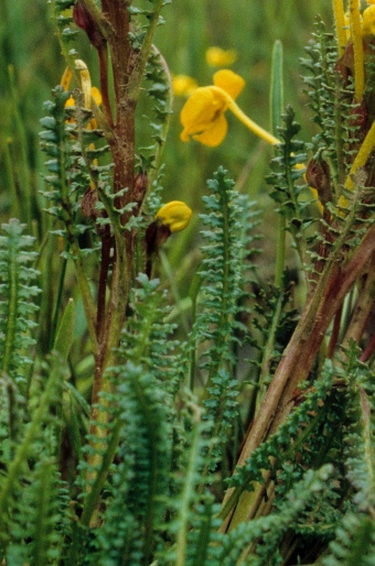 Pedicularis longiflora