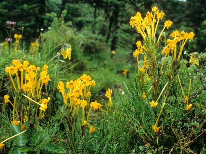 Pedicularis longiflora