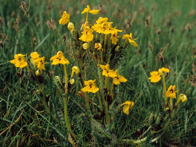 Pedicularis longiflora