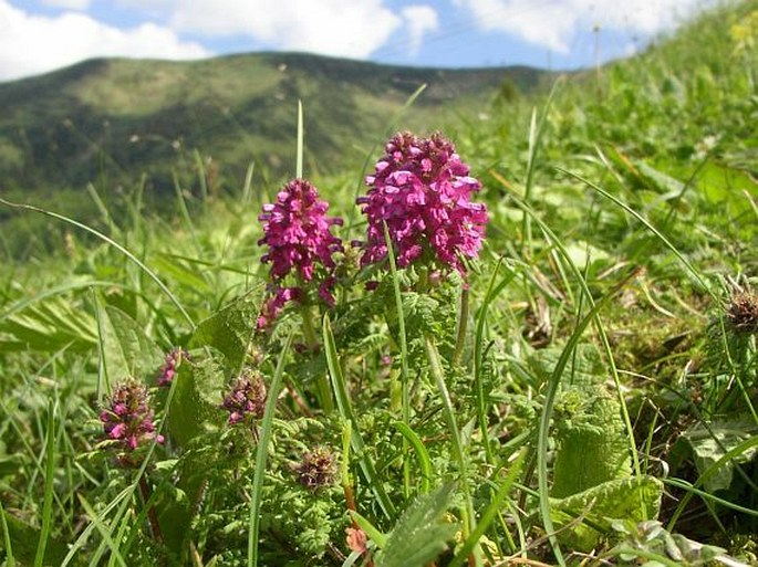 Pedicularis verticillata