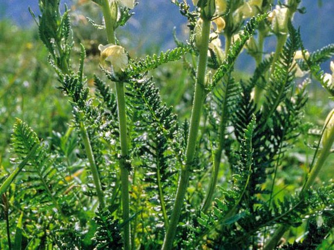 Pedicularis dolichorrhiza