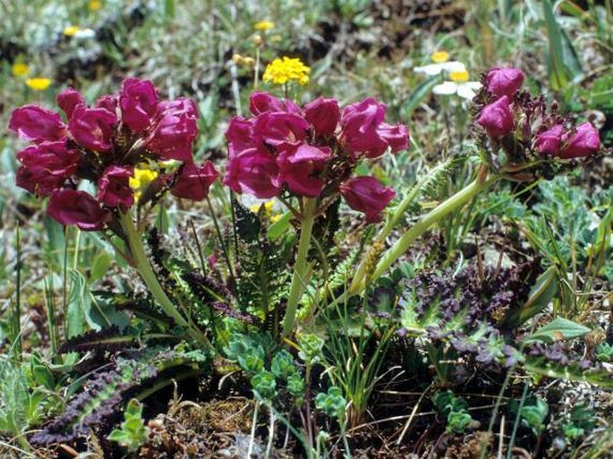 PEDICULARIS ELWESII Hook. f. – všivec