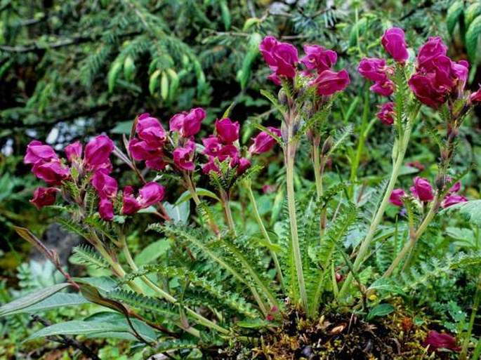 Pedicularis elwesii