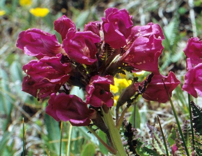 Pedicularis elwesii