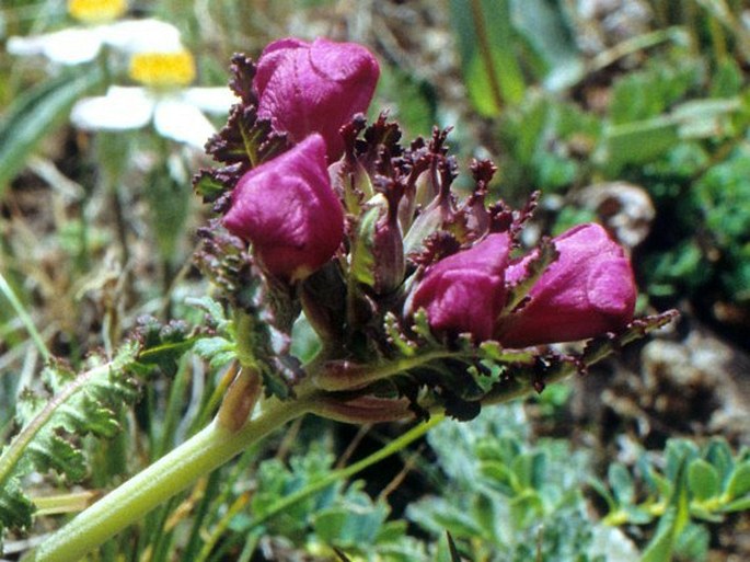 Pedicularis elwesii