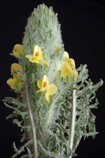 Pedicularis flava