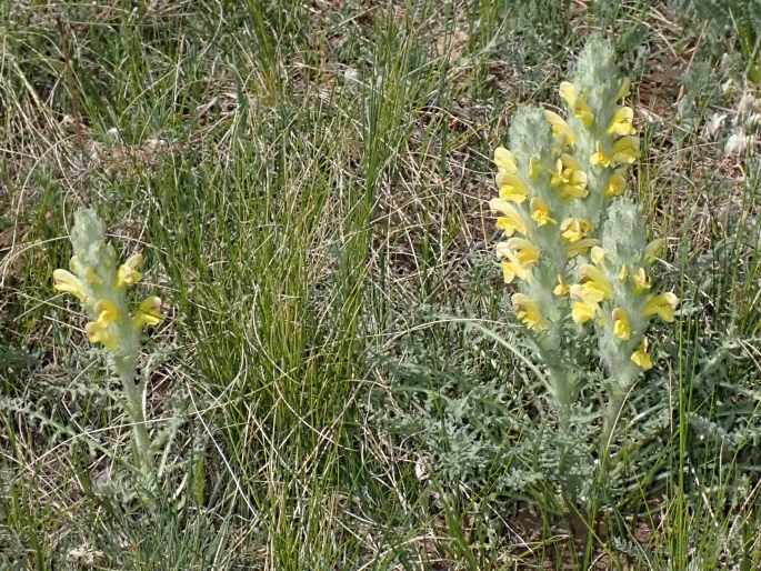 Pedicularis flava