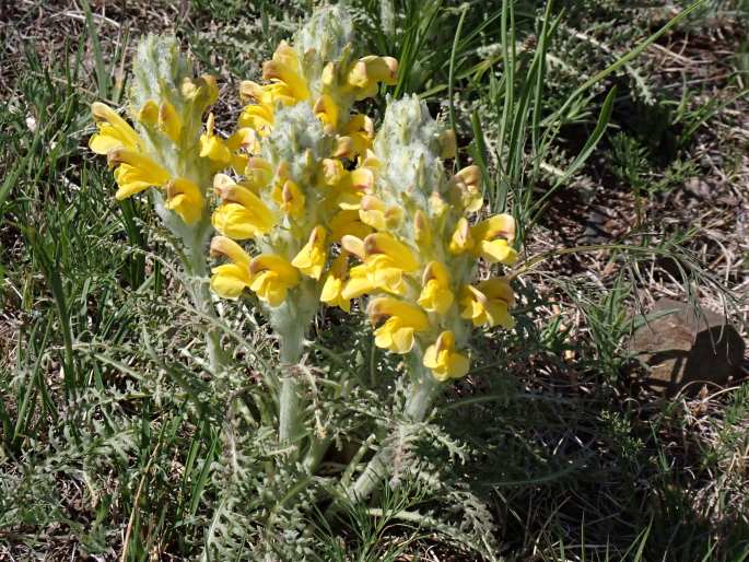 Pedicularis flava