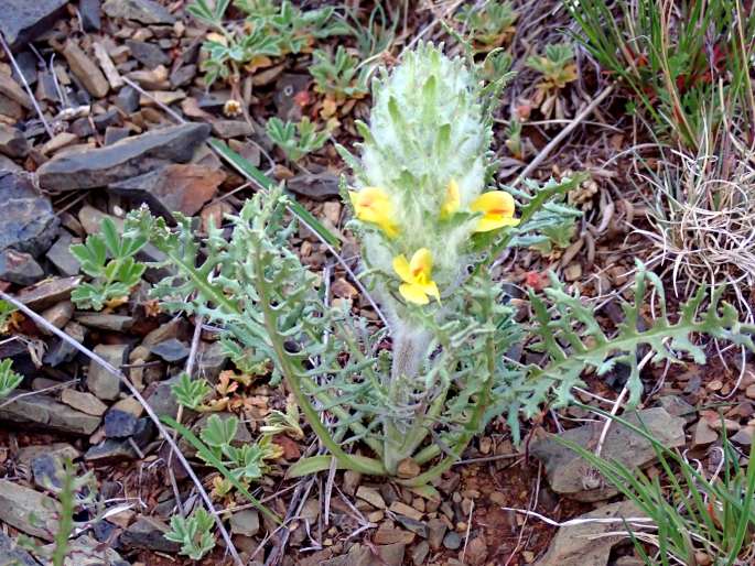 Pedicularis flava