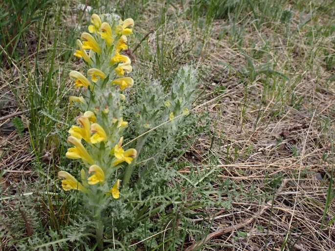 Pedicularis flava