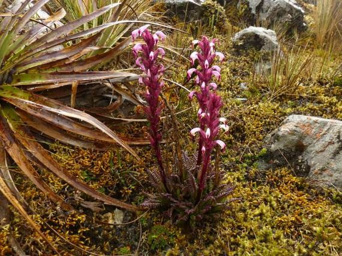 Pedicularis incurva