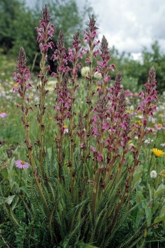 Pedicularis lachnoglossa