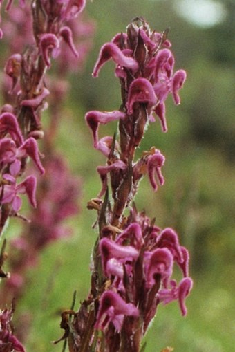 Pedicularis lachnoglossa