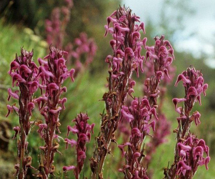 PEDICULARIS LACHNOGLOSSA Hook. f. – všivec