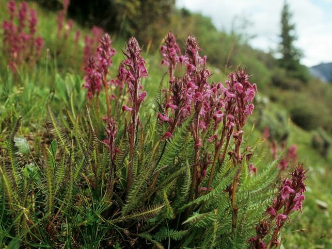 Pedicularis lachnoglossa